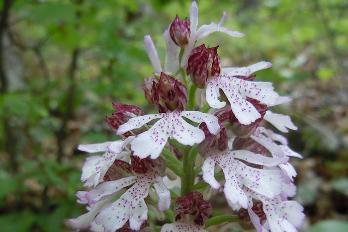 Gros plan sur une orchidée dans le jardin de la Casa des Achards